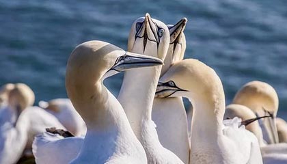 黄冈伴游,定制QQ:3494206190微信:act1322